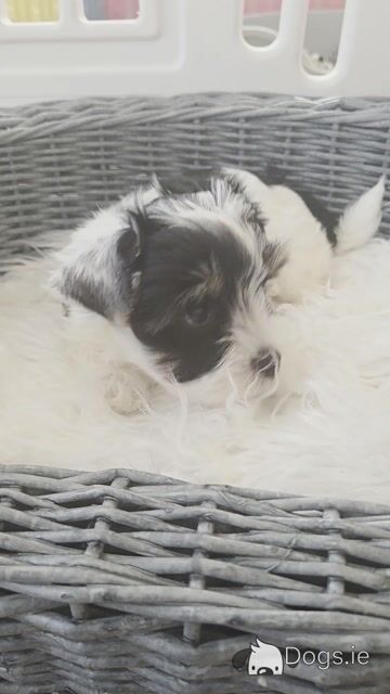 Last BOY Pedigree Biewer Yorkshire Terrier puppies in Donegal - Video