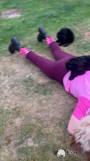 IKC Registered (pending) Rare Blue miniature Poodle puppies in Kerry - Video