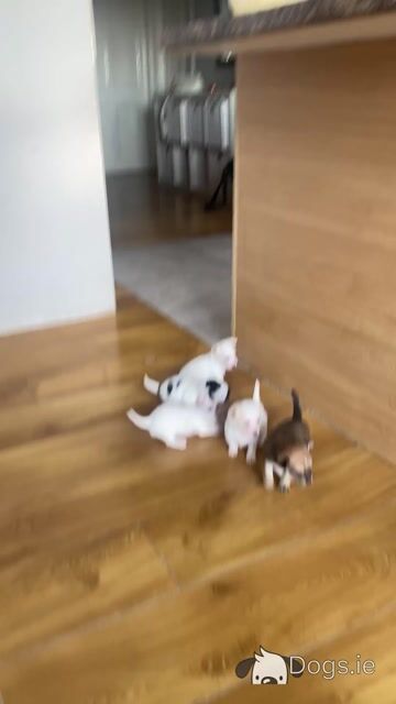 5 Chihuahua x Shih Tzu puppies - Video