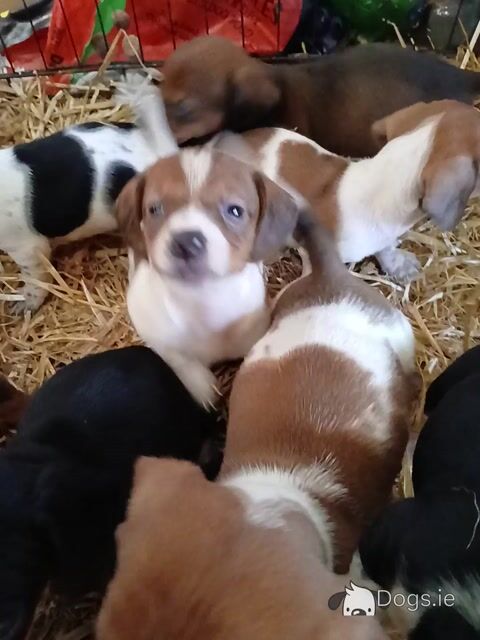 Dachshund puppies, unusual colours in Kerry - Video