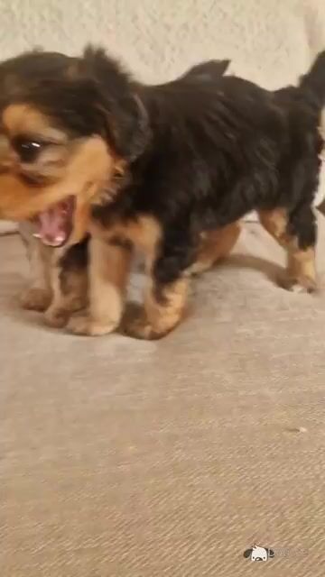 Two female Cavapoo x Beagle puppies in Monaghan - Video