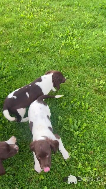 IKC Registered Springer Spaniel puppies for sale in Offaly - Video