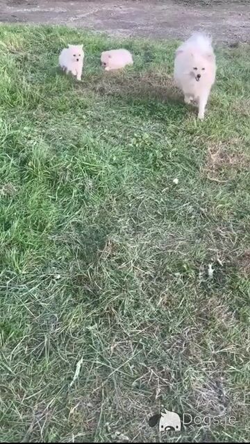 Fluffy & Cute Pomeranian puppies in Cork - Video