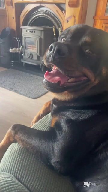 Beautiful male pure breed Rotweiler for stud ⭐️ - Video
