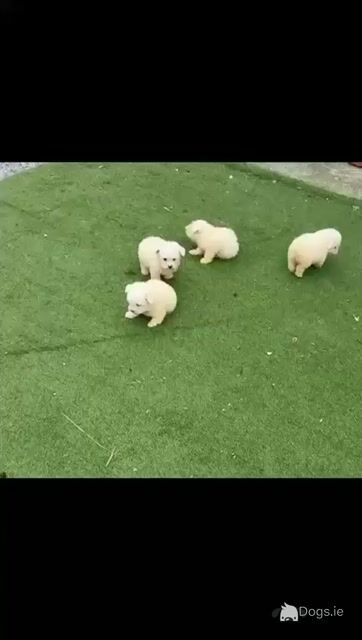Bichon Frise male 0852182638 - Video