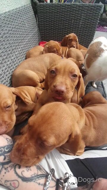 IKC Registered 12 week old Hungarian Vizsla puppies in Louth - Video