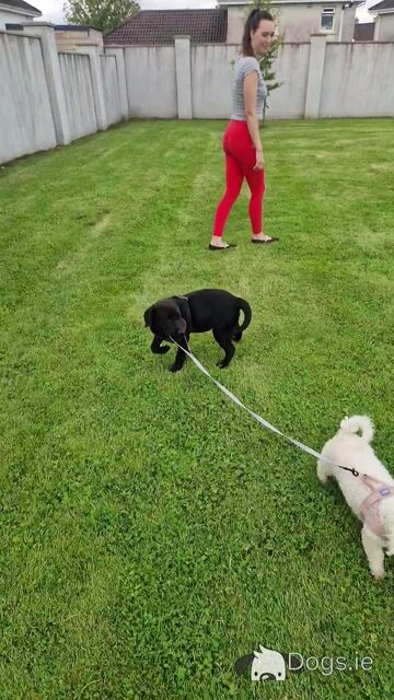 Black labrador puppy  male 6 months old - Video