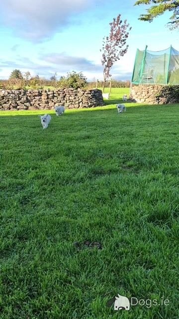 Golden Retriever puppies in Cork - Video