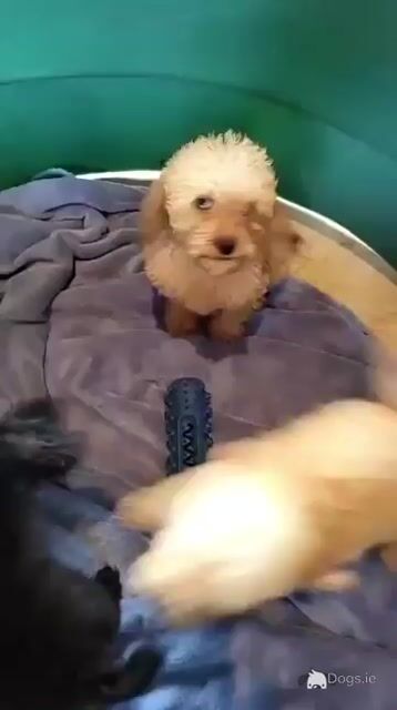 Pbnr Miniature Poodle puppies in Cork - Video
