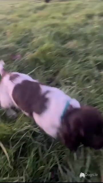 Proven Detection Dog Bloodlines | Exceptional English Springer Spaniel Puppies - Video