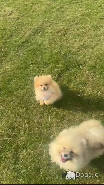 IKC Registered Pomeranian puppies in Kildare - Video