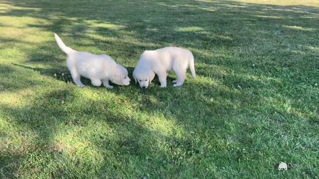 Stunning IKC Registered (Pending) Golden Retriever puppies in Wexford - Video