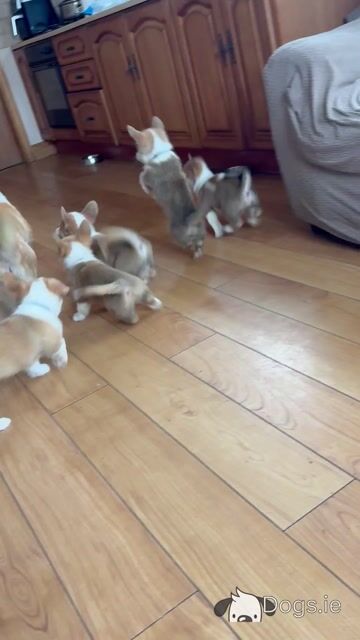 Pedigree Corgi Pups for sale IKC Registered ( pending ) - Video