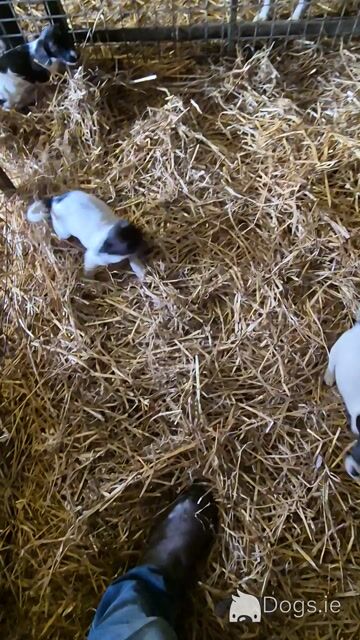 Springer Spaniel x Jack Russell puppies in Wexford - Video