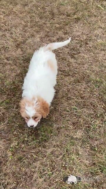 Cavapoo puppies - Video