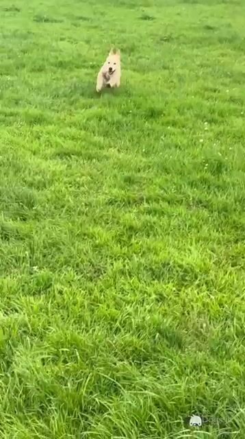 Beautiful IKC Registered male Golden Retriever puppy in Donegal - Video