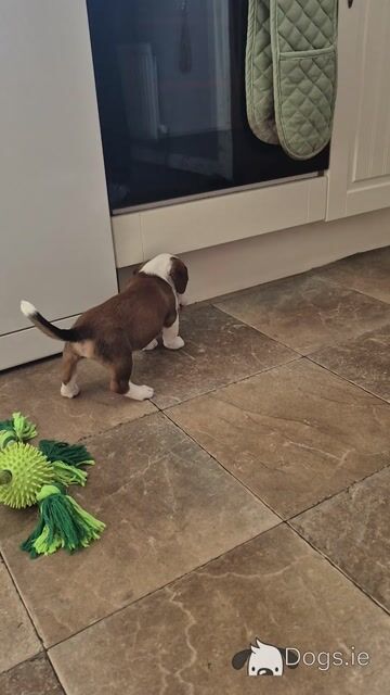 Jack Russell puppies in Waterford-last little boy left! - Video