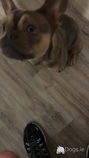 Well trained, affectionate & loving French Bulldog. Carries fluffy gene. - Video