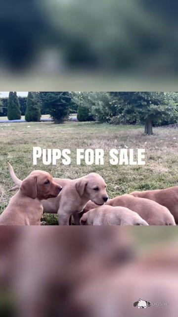 Fox Red Labradors in Dublin - Video