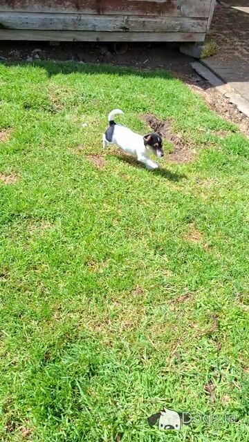 Female Jack Russell puppy in Tipperary - Video