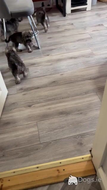 Stunning miniature Schnauzer puppies in Kilkenny 🐶 - Video