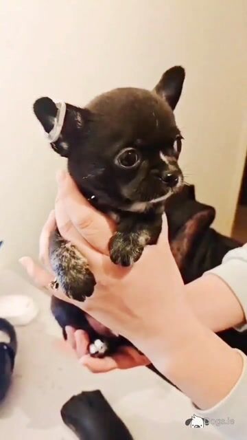 Purebred Chihuahua puppies in Dublin - Video