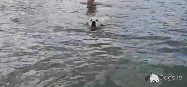 English Cream champion blood line IKC registered Golden Retriever for stud - Video