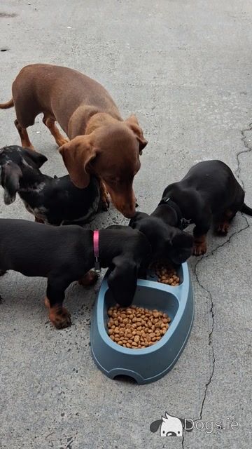 3 miniature Dachshund puppies for sale in Limerick - Video