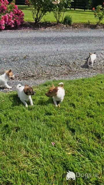 Playful Full Jack Russell Terrier puppies in Tipperary - Video