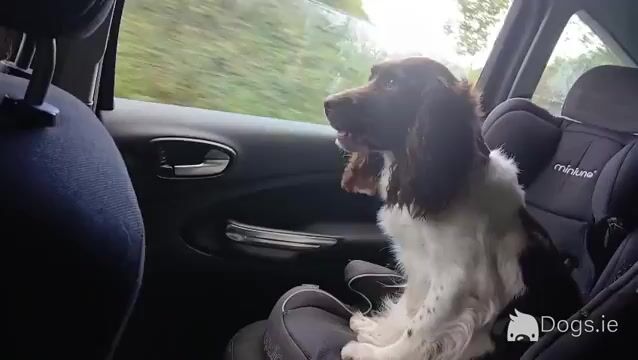 Miniature Sproodle puppies in Cork - Video