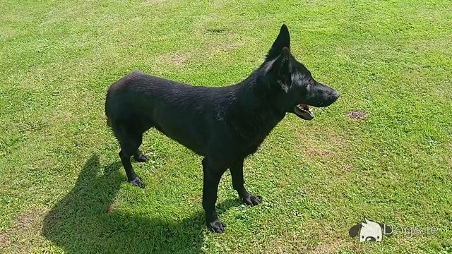 12 month old beautiful Black female German Shepherd - Video