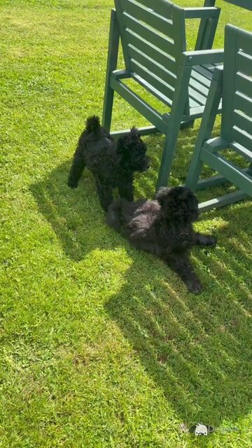 Adorable Pumi Puppies! Super social *Rare Breed* - Video