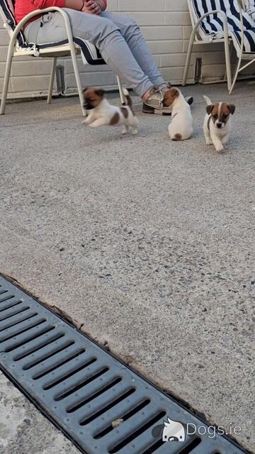 Jack Russell puppies in Carlow - Video