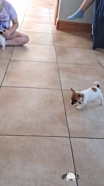 Jack Russell puppies, Bruno, Rosie and Jim in Cork - Video
