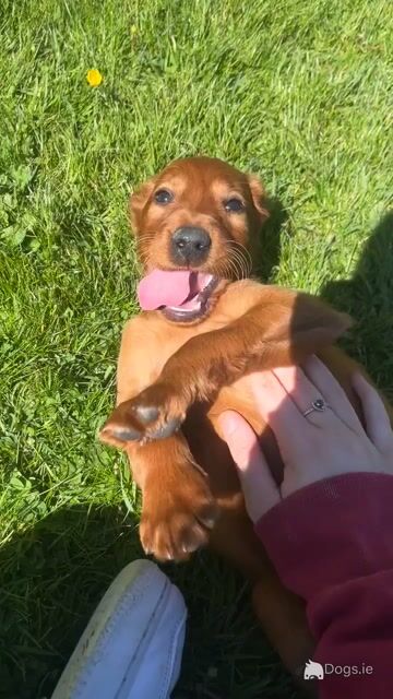 Irish Red Setter puppies in Tipperary - Video