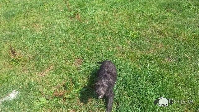 Goldendoodle x Irish Doodle puppies in Tipperary - Video