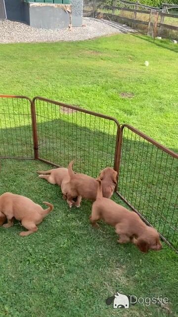 Golden Irish Doodles - Video
