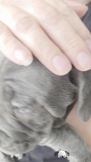 Beautiful and rare IKC Registered Cane Corso puppies in Wexford - Video