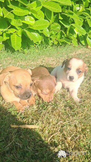Beautiful  Jack russell  pups - Video