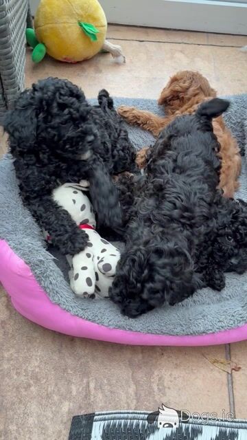 Jet Black male Toy Cavapoo on hold - Video
