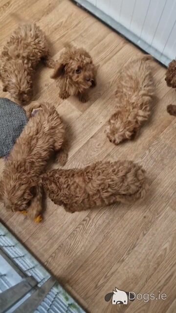 Cavapoo puppies for sale in Wexford - Video