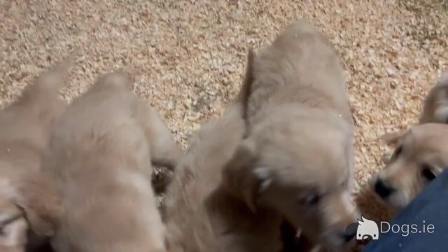 IKC Golden Retrievers (video included) - Video