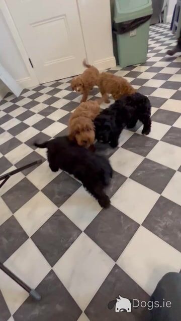Stunning Cavapoo puppies black and red in colour in Kilkenny 🐶🐶 - Video
