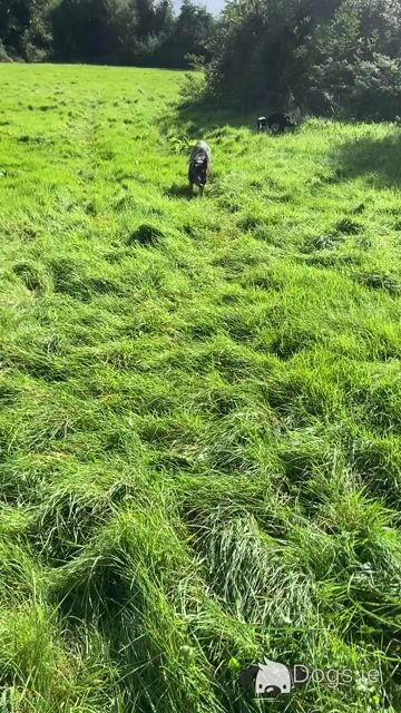 Female German Shepherd for sale - Video