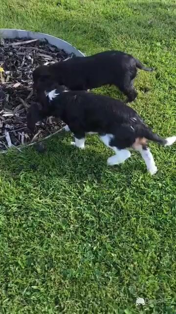 Cavalier King Charles Spaniel - 2 beautiful male puppies in Kerry - Video