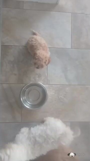 Adorable little Maltipoos - Video