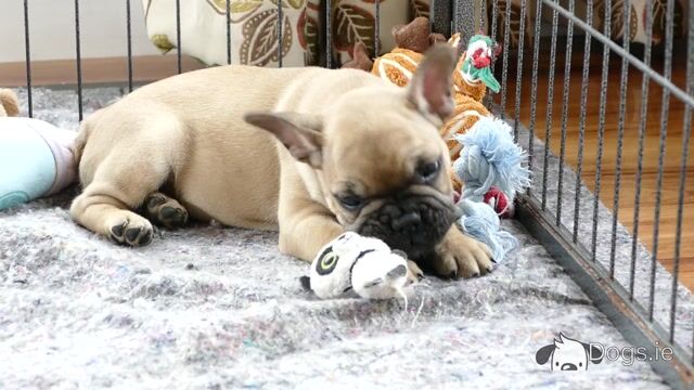 Pedigree ikc  Show Quality French Bulldog puppy in Wexford - Video