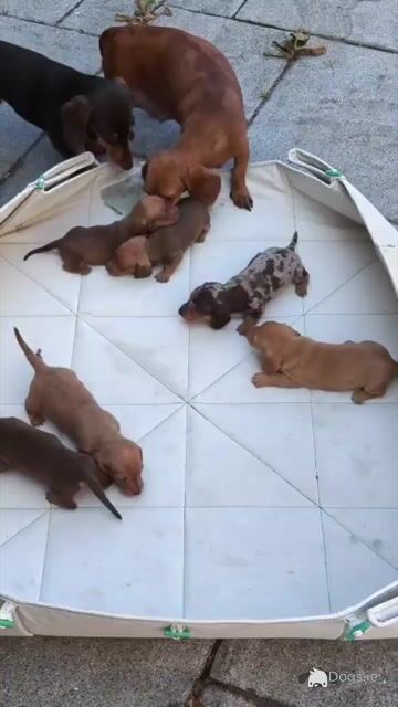 Miniature short hair Dachshund puppies in Dublin - Both parents are IKC Registered - Video
