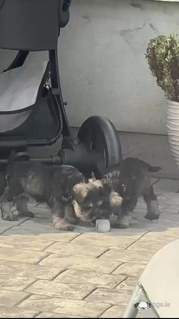 High standard purebred miniature Schnauzer puppies in Cavan €1,000 - Video