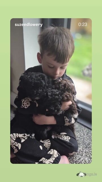 Poochon puppies in Kerry - Unique colours - Video
